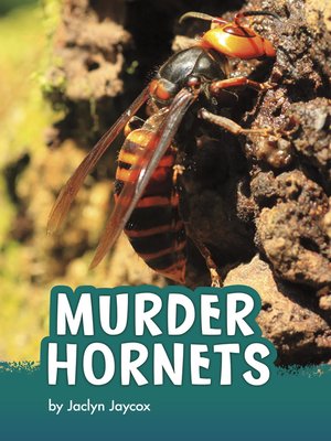 cover image of Murder Hornets
